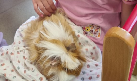 Jak se starat o morčátko