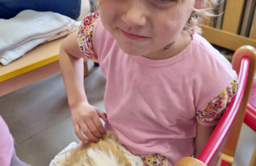 Jak se starat o morčátko